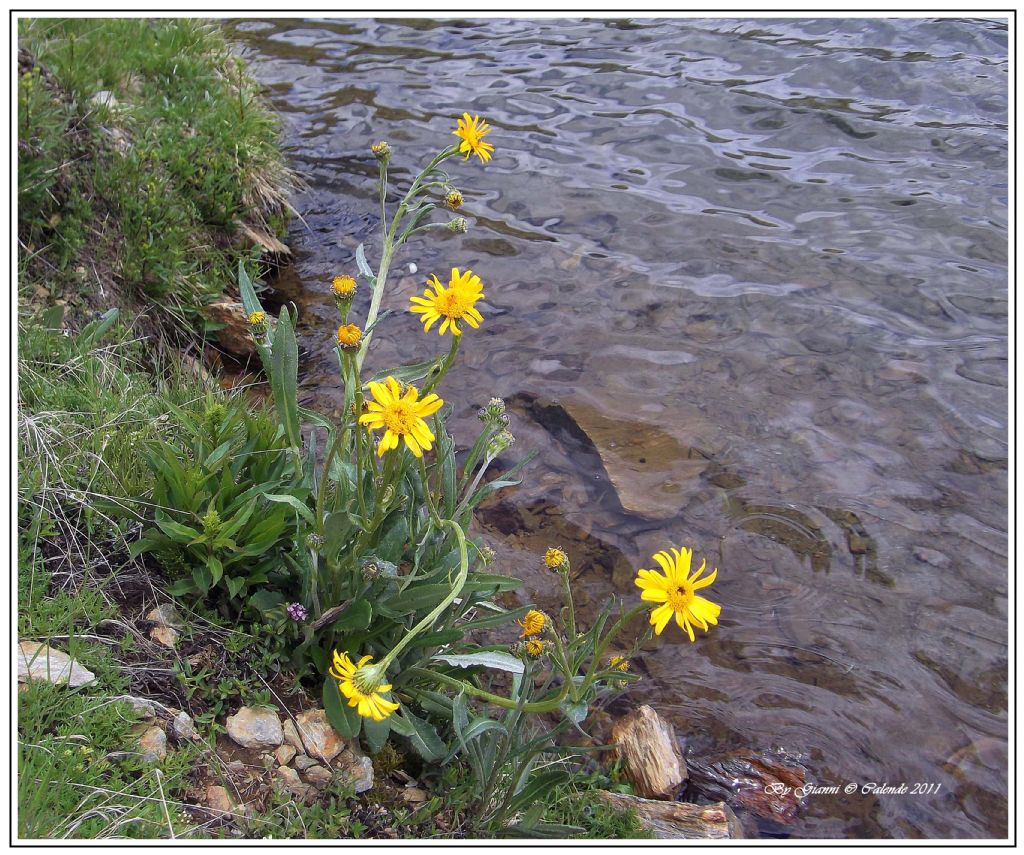 Senecio doronicum / Senecione mezzano