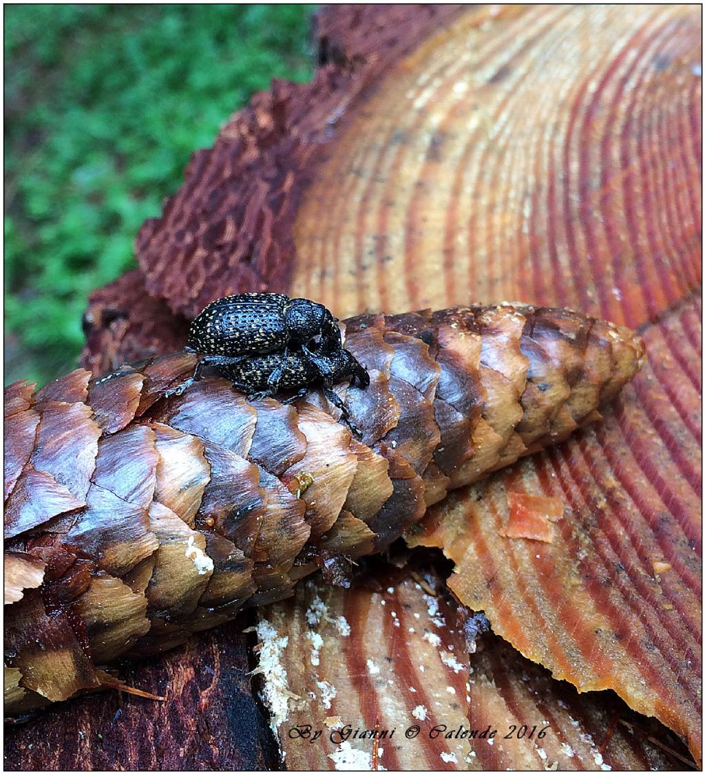 Curculionidae: Hylobius excavatus