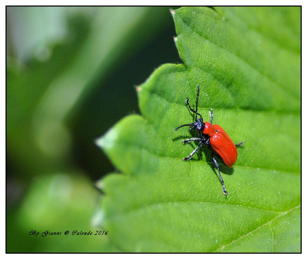 Chrysomelidae:   Lilioceris lilii