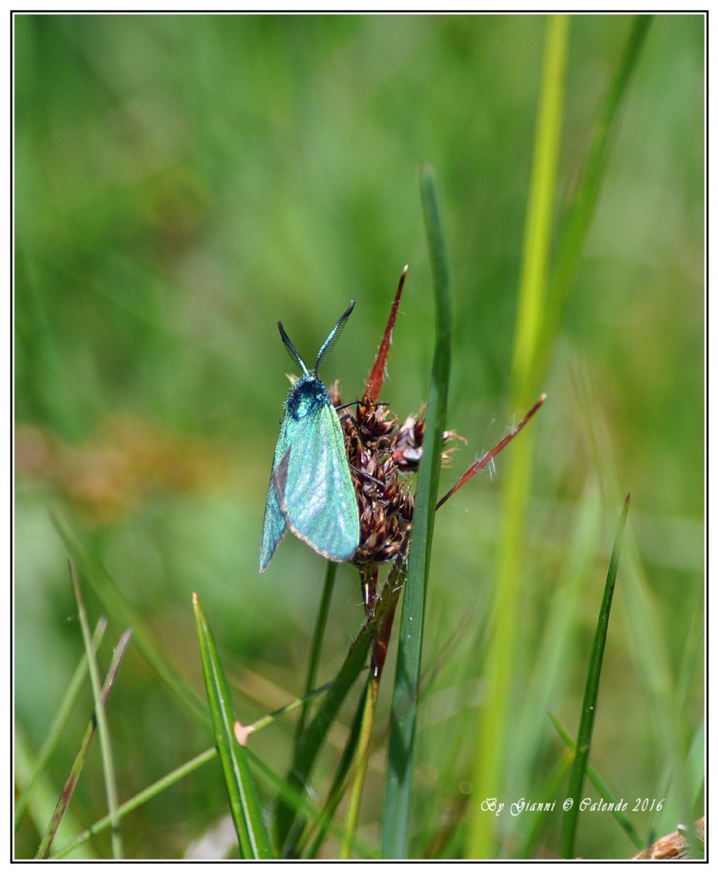 Farfalla da id - Adscita sp., Zygaenidae