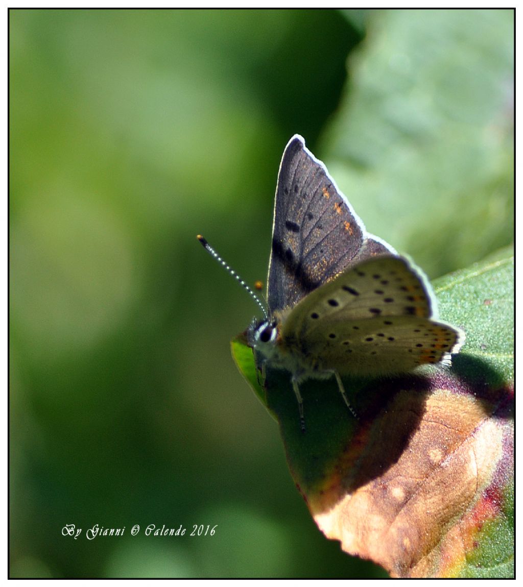 Quale farfalla? Lycaena tityrus, Lycaenidae