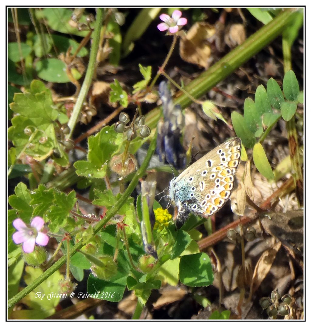 Polyommatus (Polyommatus) icarus, Lycaenidae