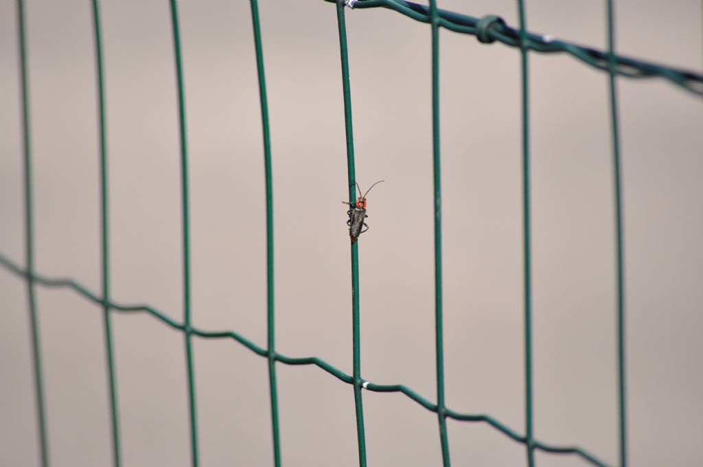 Cantharidae: Cantharis rustica