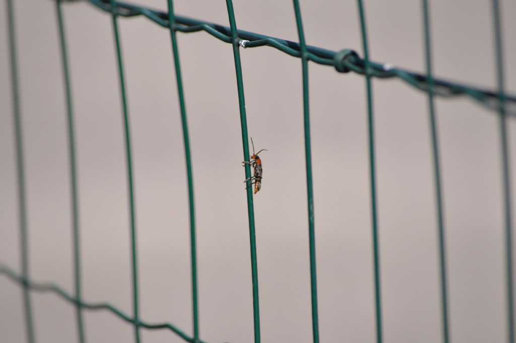 Cantharidae: Cantharis rustica