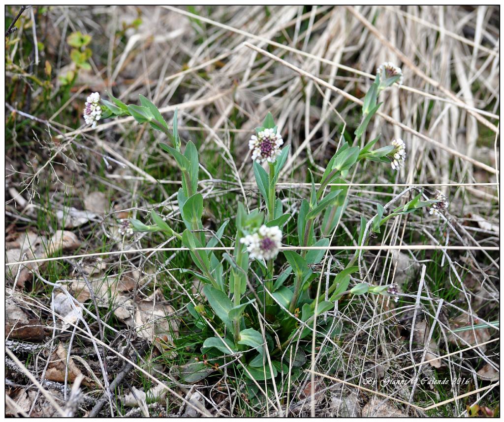 Arabis ciliata / Arbetta cigliata