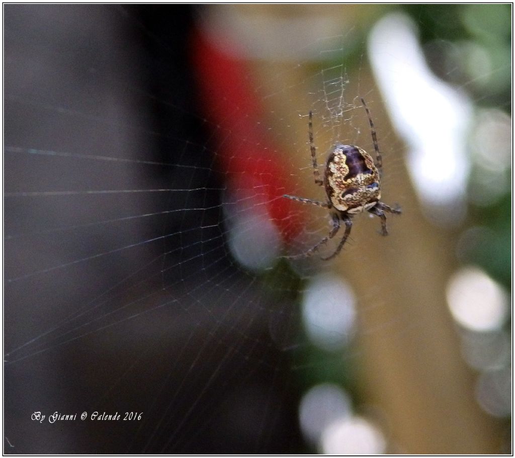 Araneidae:  Zilla diodia  - Tirano (SO)