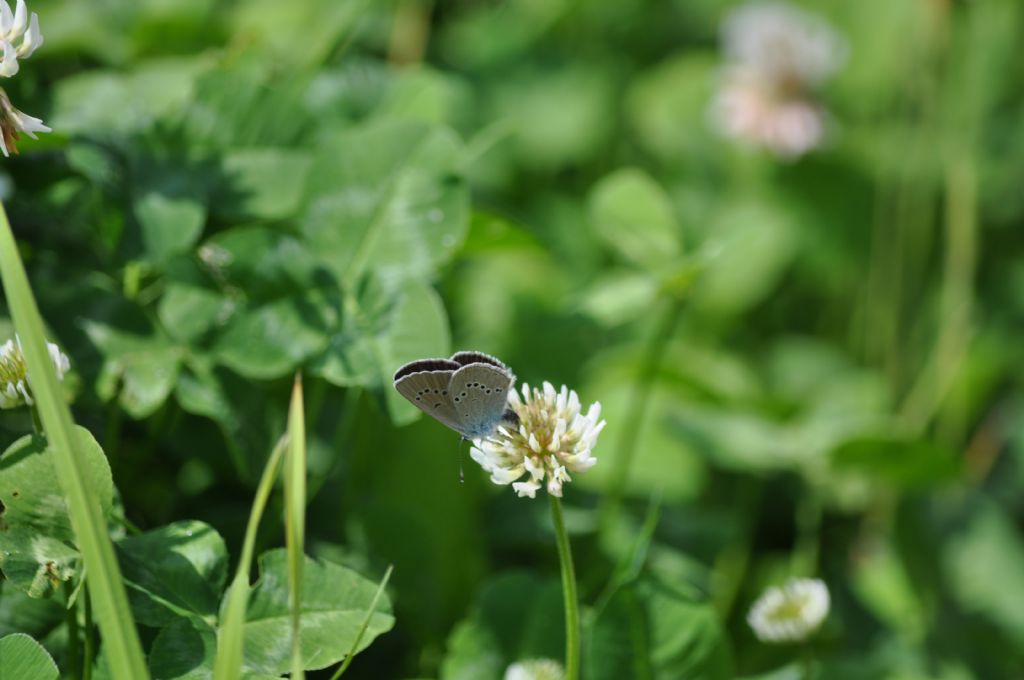 Farfalla da id - Cyaniris semiargus, Lycaenidae