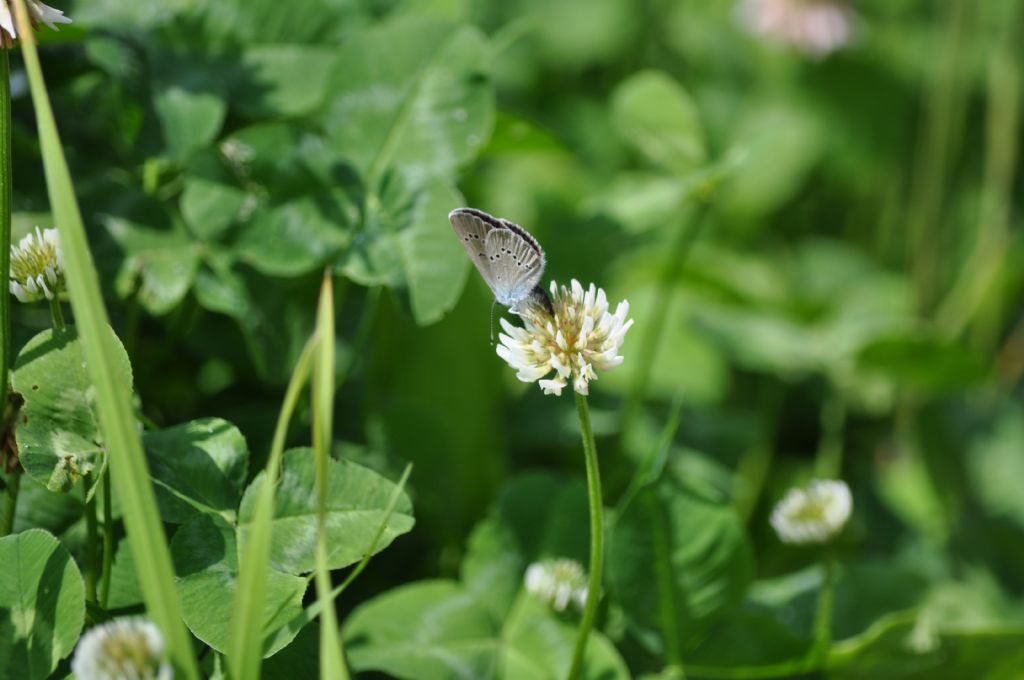 Farfalla da id - Cyaniris semiargus, Lycaenidae