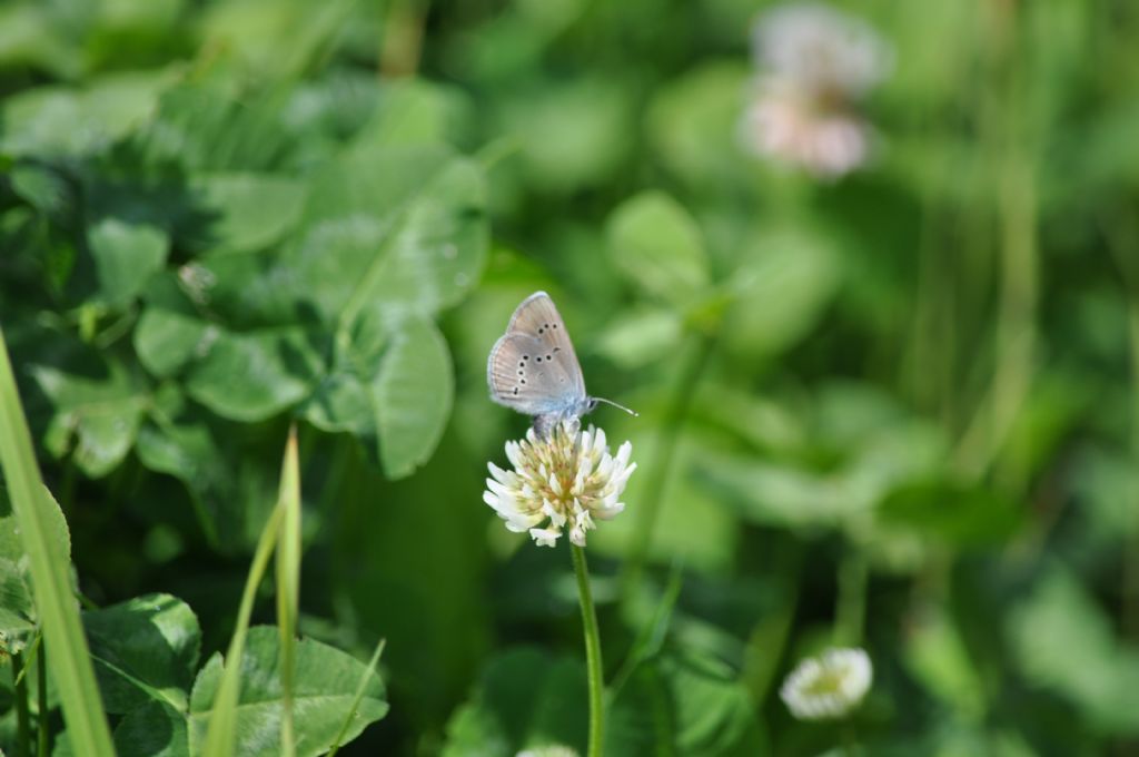 Farfalla da id - Cyaniris semiargus, Lycaenidae