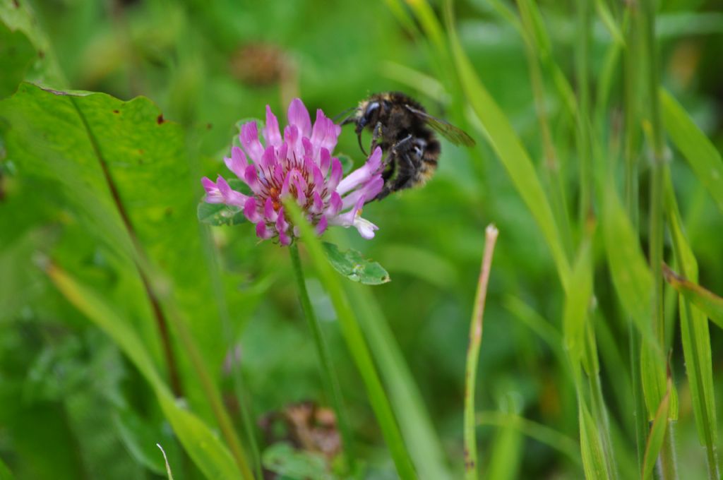 Bombus (Thoracobombus) humilis, ssp. (cfr.) apenninus
