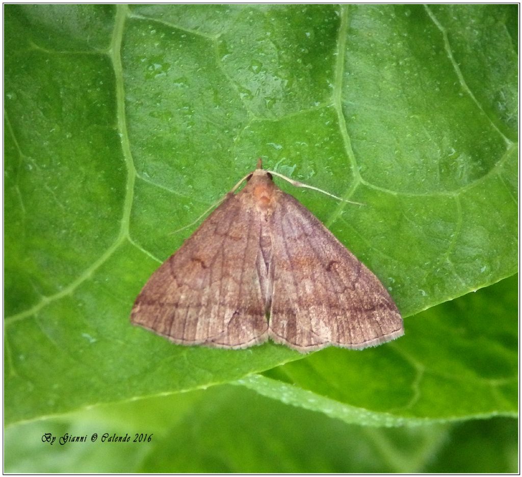 Farfalla da id - Zanclognatha lunalis