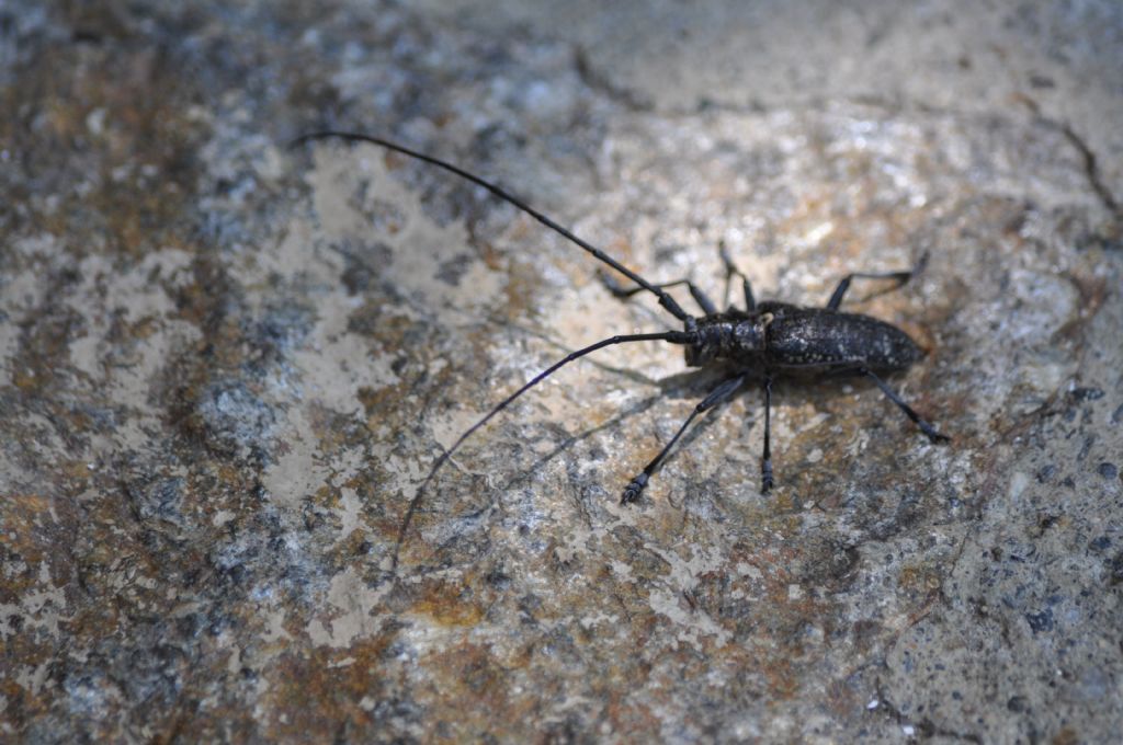 Cerambycidae: Monochamus sutor