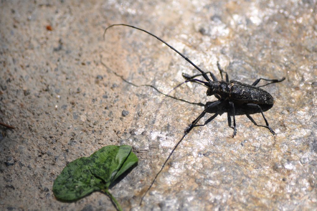 Cerambycidae: Monochamus sutor