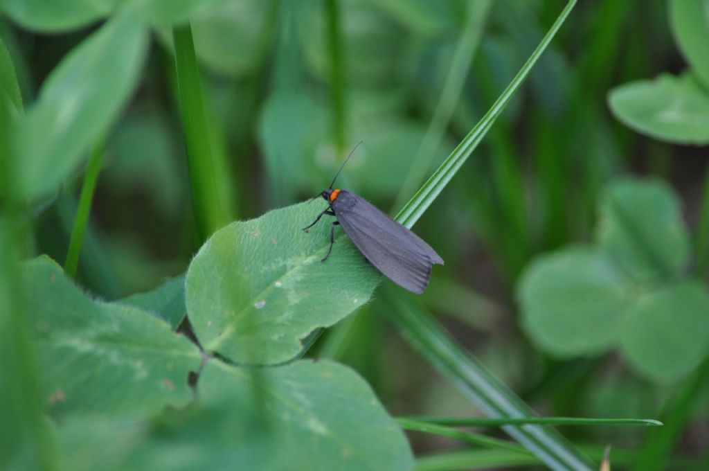 Farfalla da id: Atolmis rubricollis - Erebidae Arctiinae