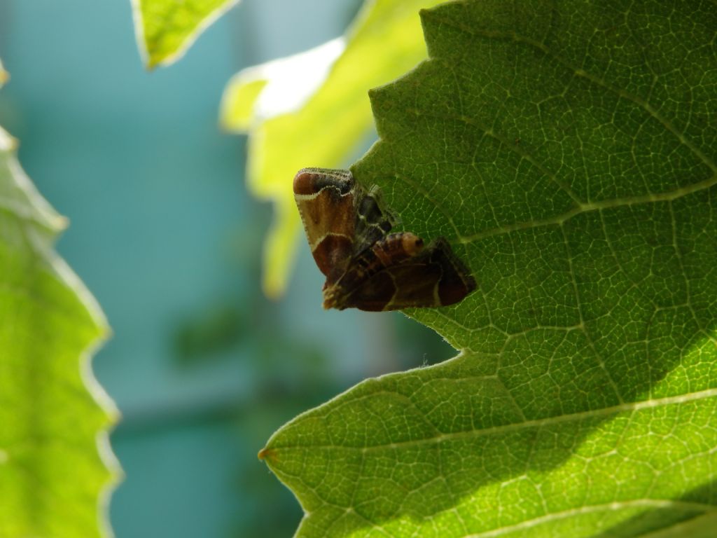 Farfalla da id - Pyralis farinalis