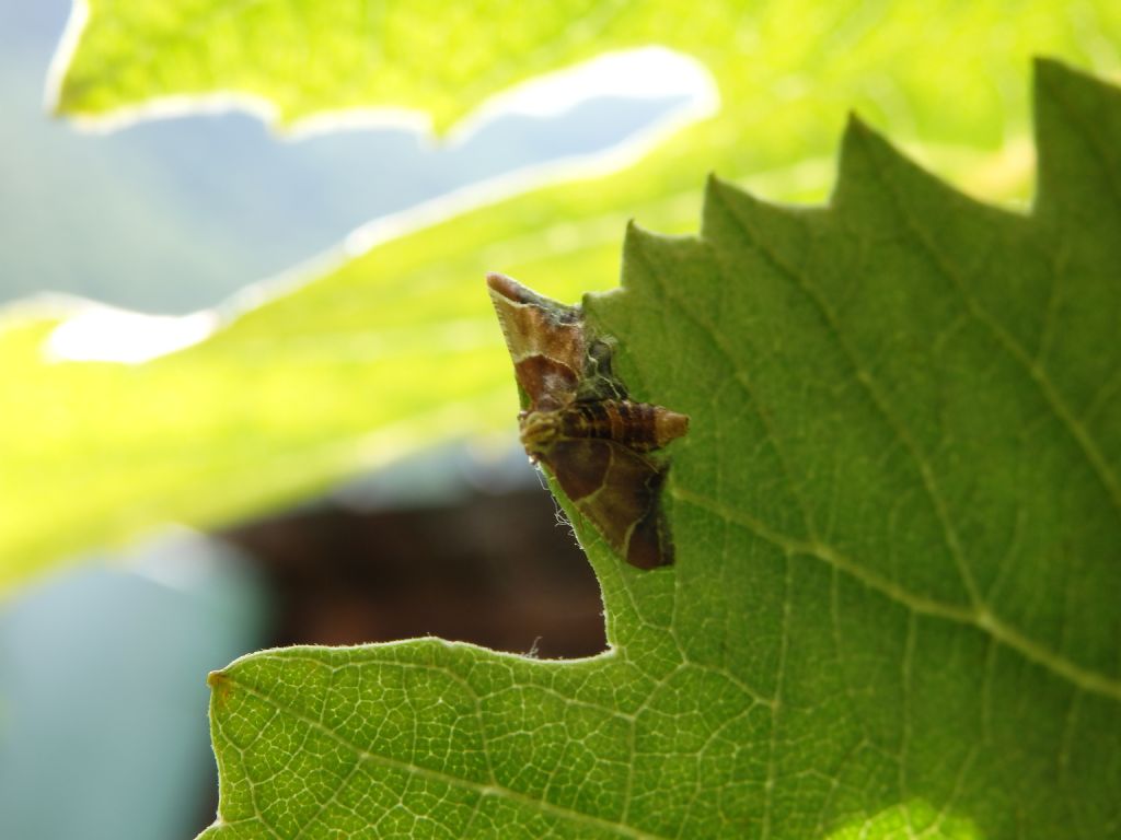 Farfalla da id - Pyralis farinalis