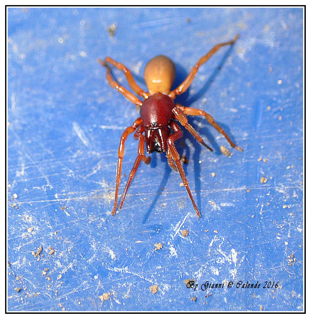 Dysderidae: cfr. Dysdera sp.  - Tirano (SO)