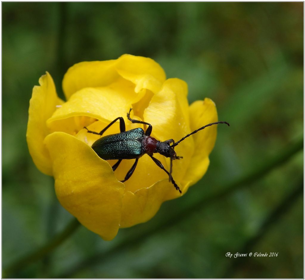 Cerambycidae:  Gaurotes (Carilia) virginea