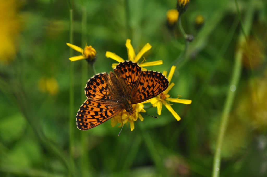 Farfalla da id: Boloria (Clossiana) titania - Nymphalidae