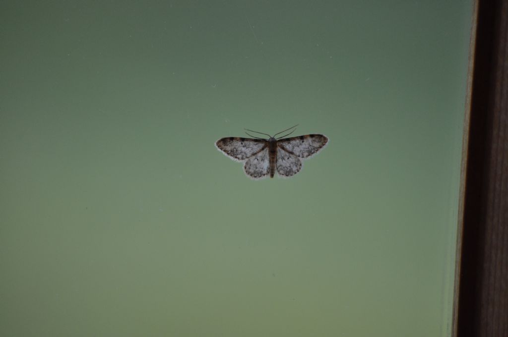 Quale Falena? Cfr. Idaea contiguaria - Geometridae