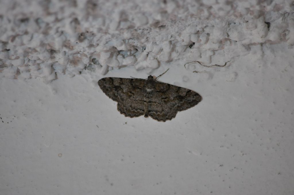 Falena da Id: Alcis repandata - Geometridae