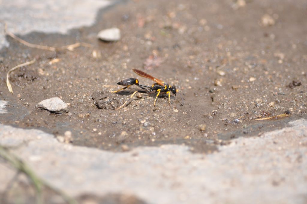 Sceliphron caementarium, Sphecidae.