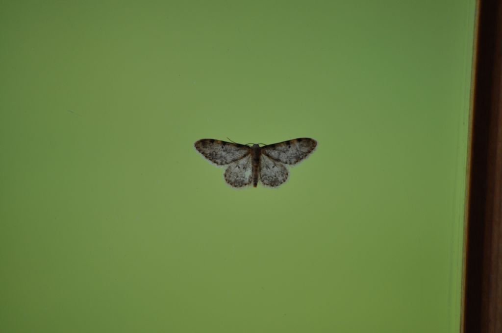 Quale Falena? Cfr. Idaea contiguaria - Geometridae
