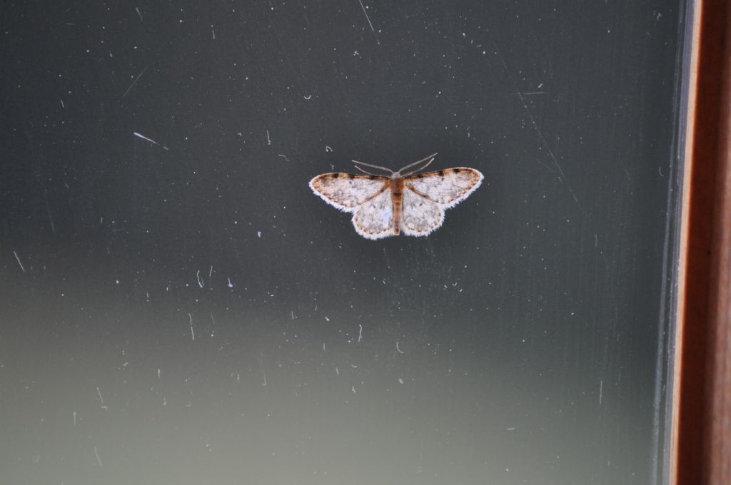 Quale Falena? Cfr. Idaea contiguaria - Geometridae