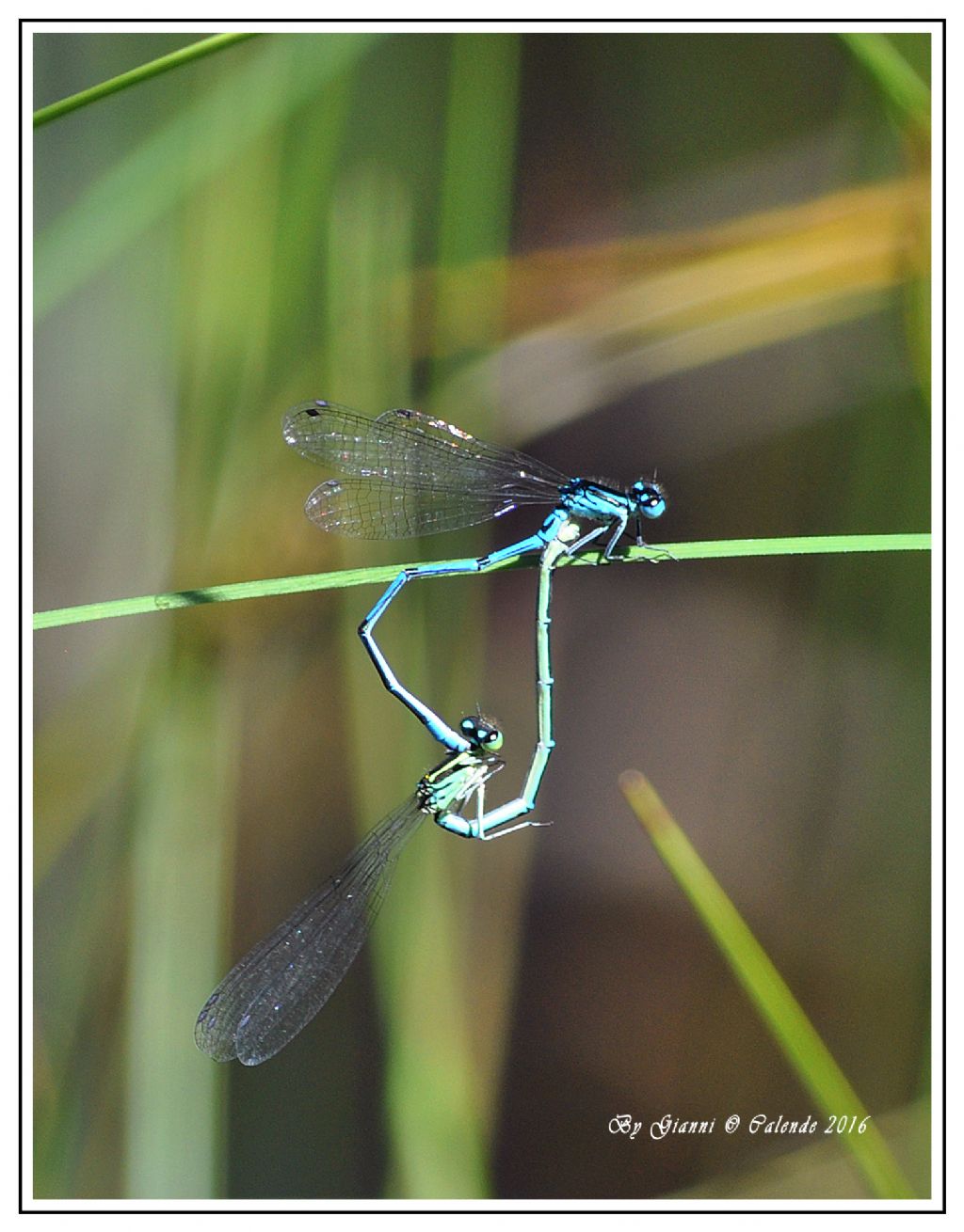 Quale Libellula?  Coenagrion puella