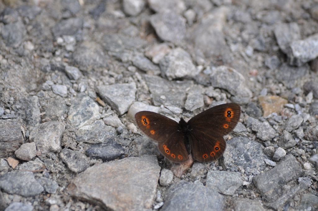 Quale Erebia? Erebia medusa, Nymphalidae