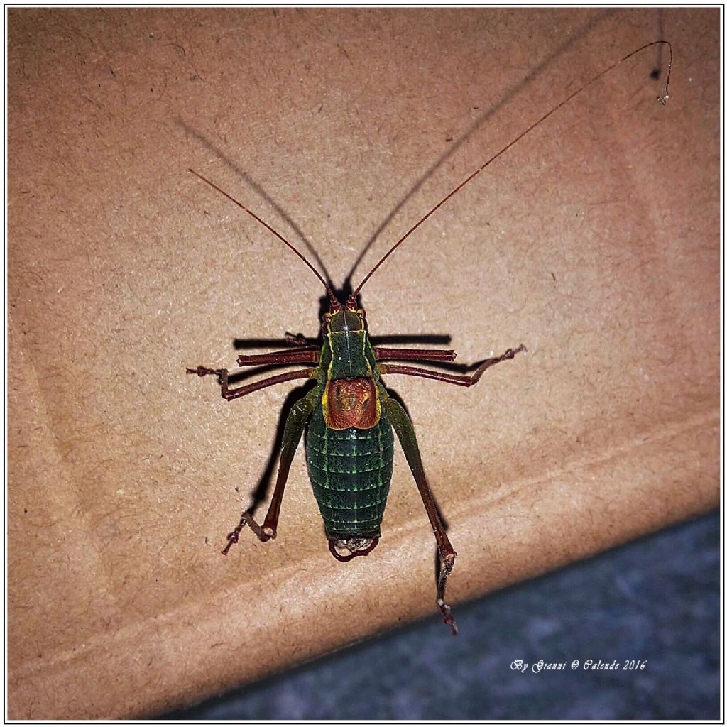 Phaneropteridae: Barbitistes cfr. serricauda ♂