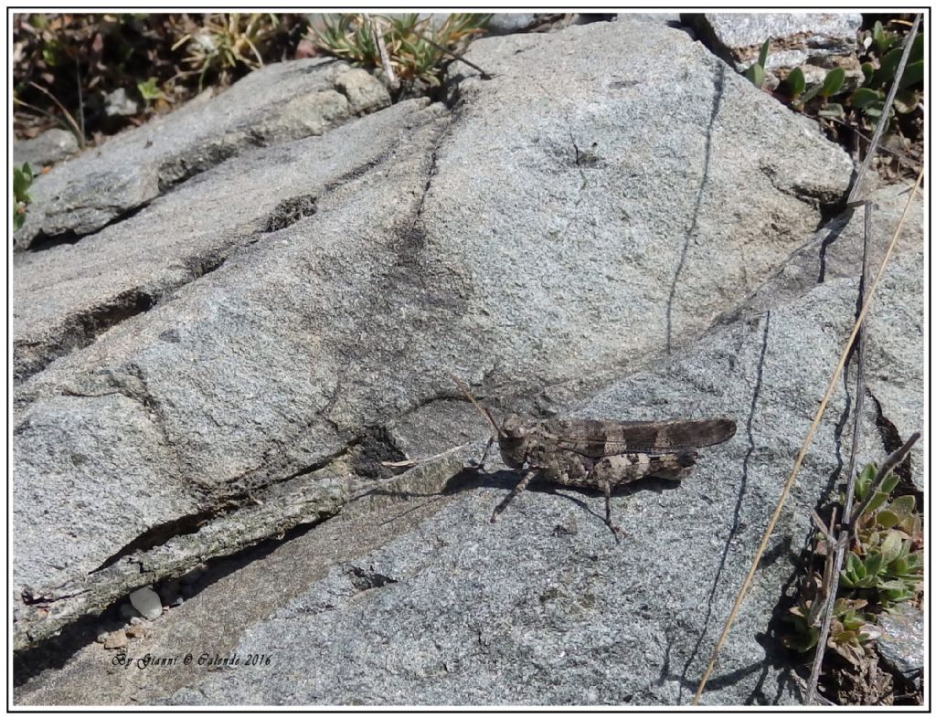 Acrididae: Oedipoda germanica germanica
