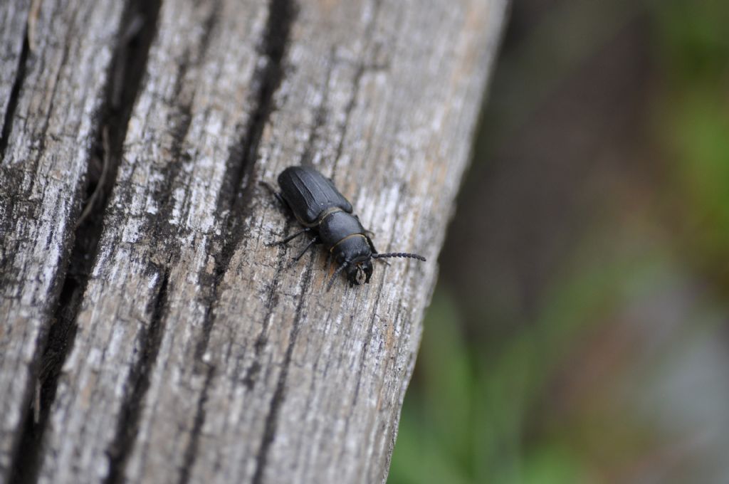 Carabide? No, Spondylis buprestoides, Cerambycidae
