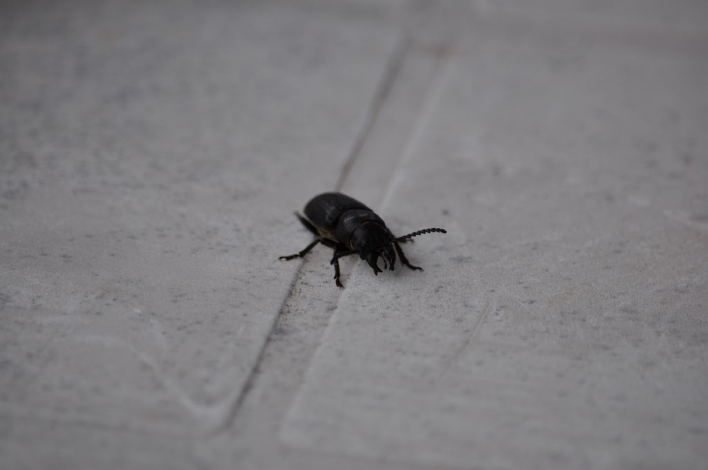 Carabide? No, Spondylis buprestoides, Cerambycidae