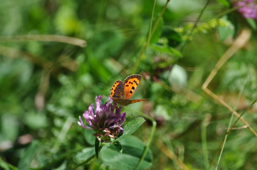 Lycaena phlaeas? S