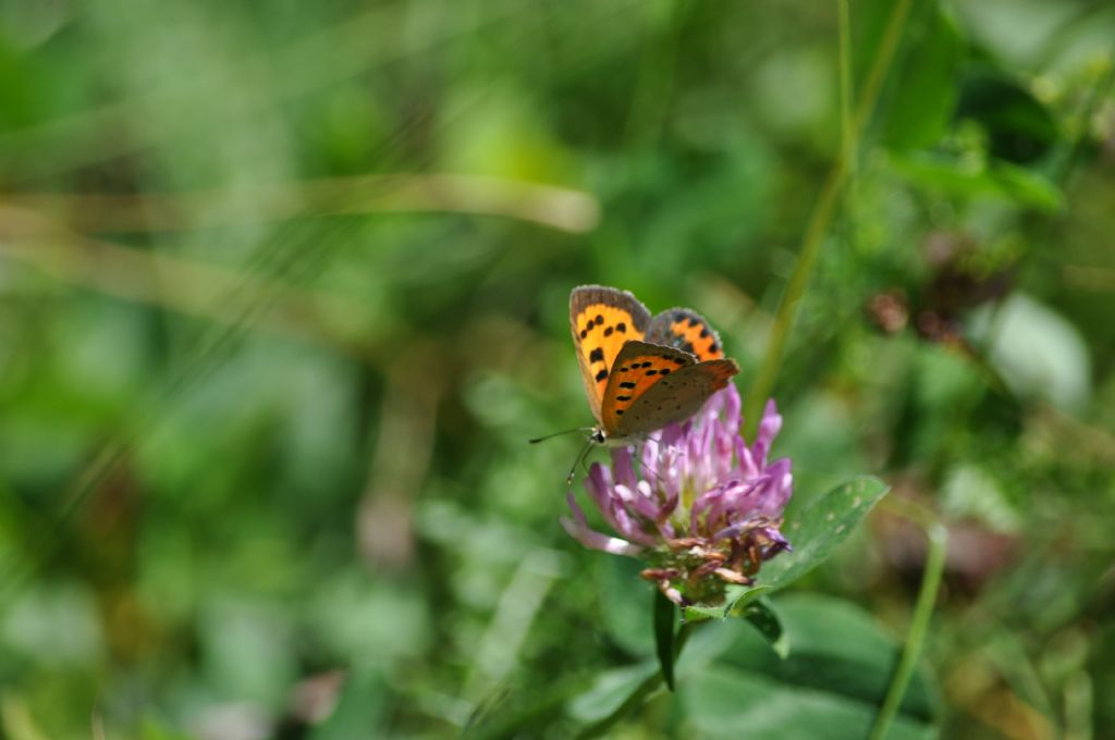 Lycaena phlaeas? S