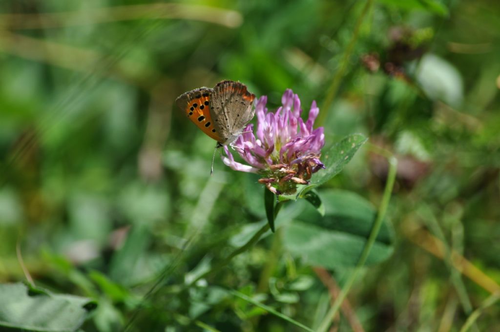 Lycaena phlaeas? S