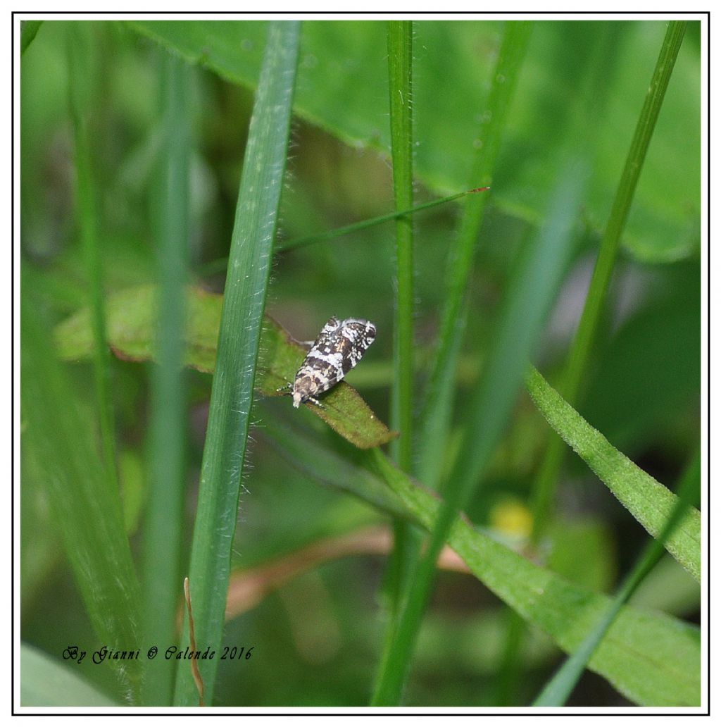 Piccola farfallina da id - Epinotia tedella, Tortricidae