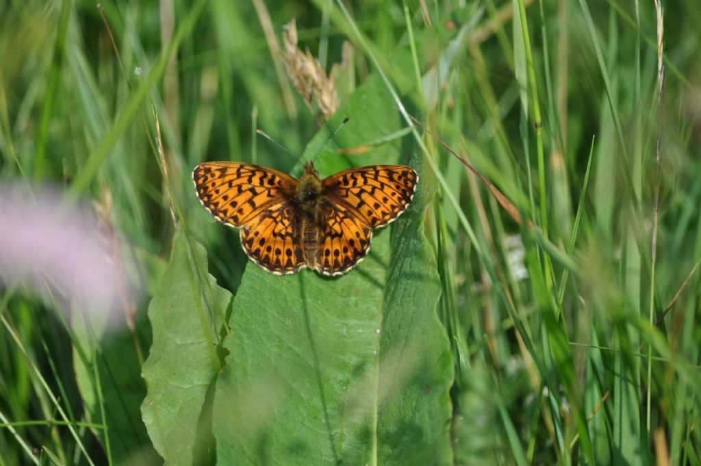 Farfalla da id - Boloria (Clossiana) titania, Nymphalidae