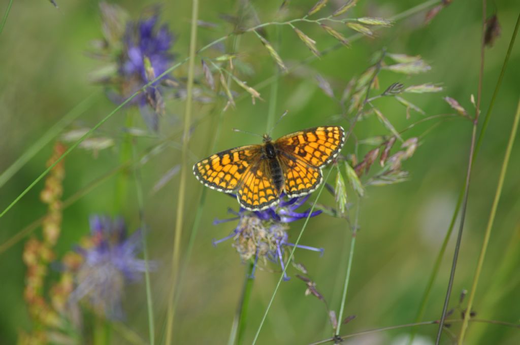 Farfalla da id -  Melitaea cfr. athalia/nevadensis