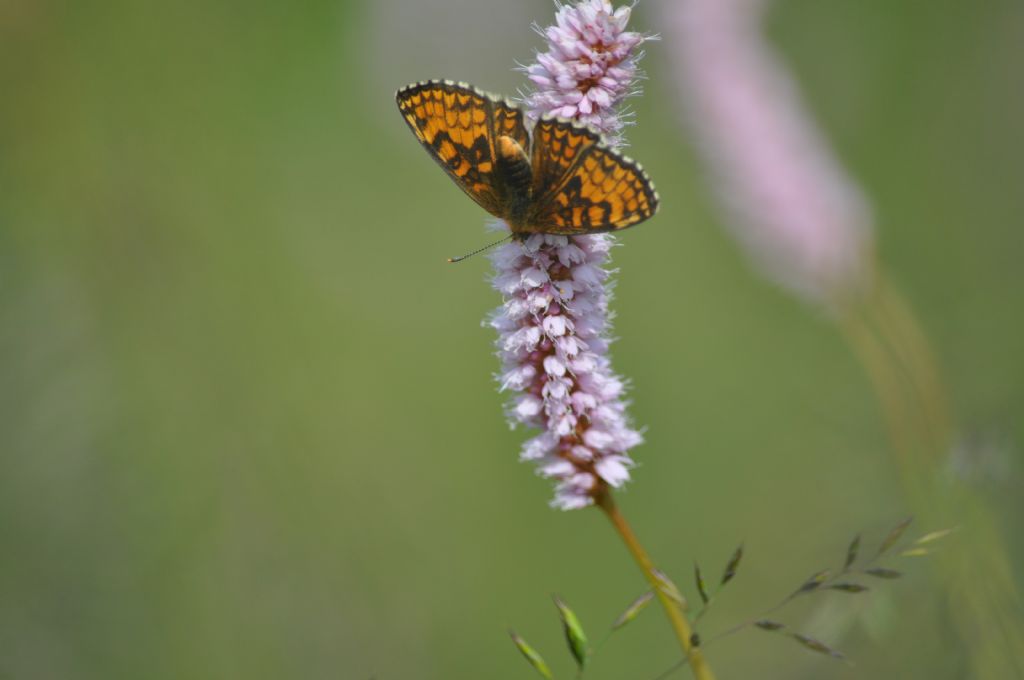 Farfalla da id -  Melitaea cfr. athalia/nevadensis