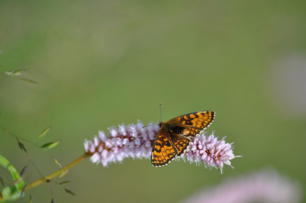 Farfalla da id -  Melitaea cfr. athalia/nevadensis