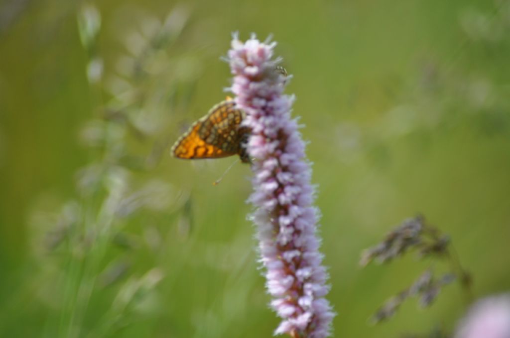 Farfalla da id -  Melitaea cfr. athalia/nevadensis