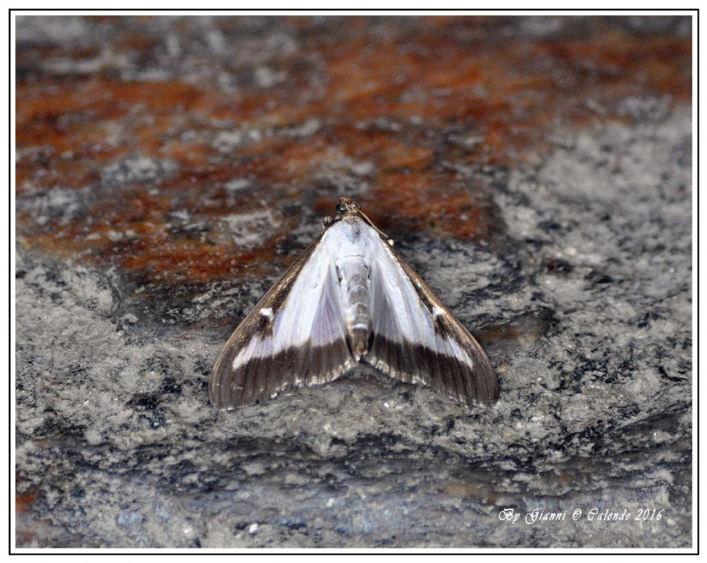 Falena bianca da ID - Cydalima perspectalis, Crambidae