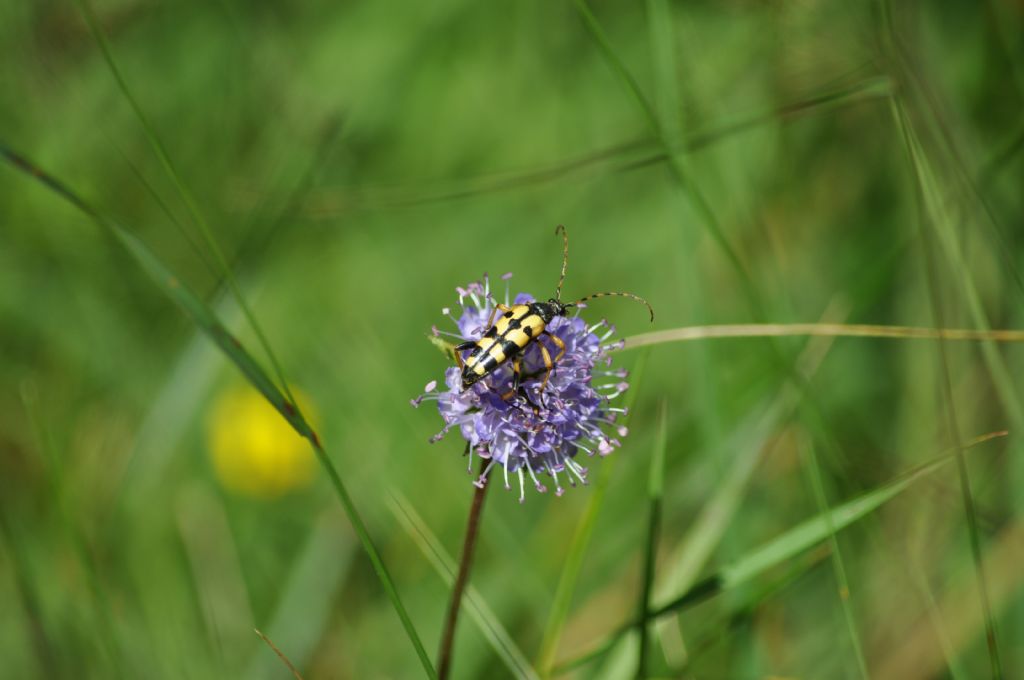 Cerambycidae:  Rutpela maculata