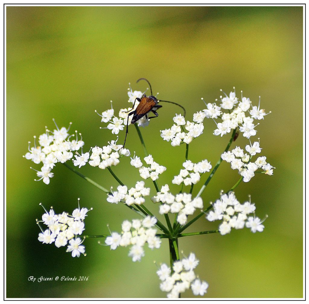 Cerambycidae da id