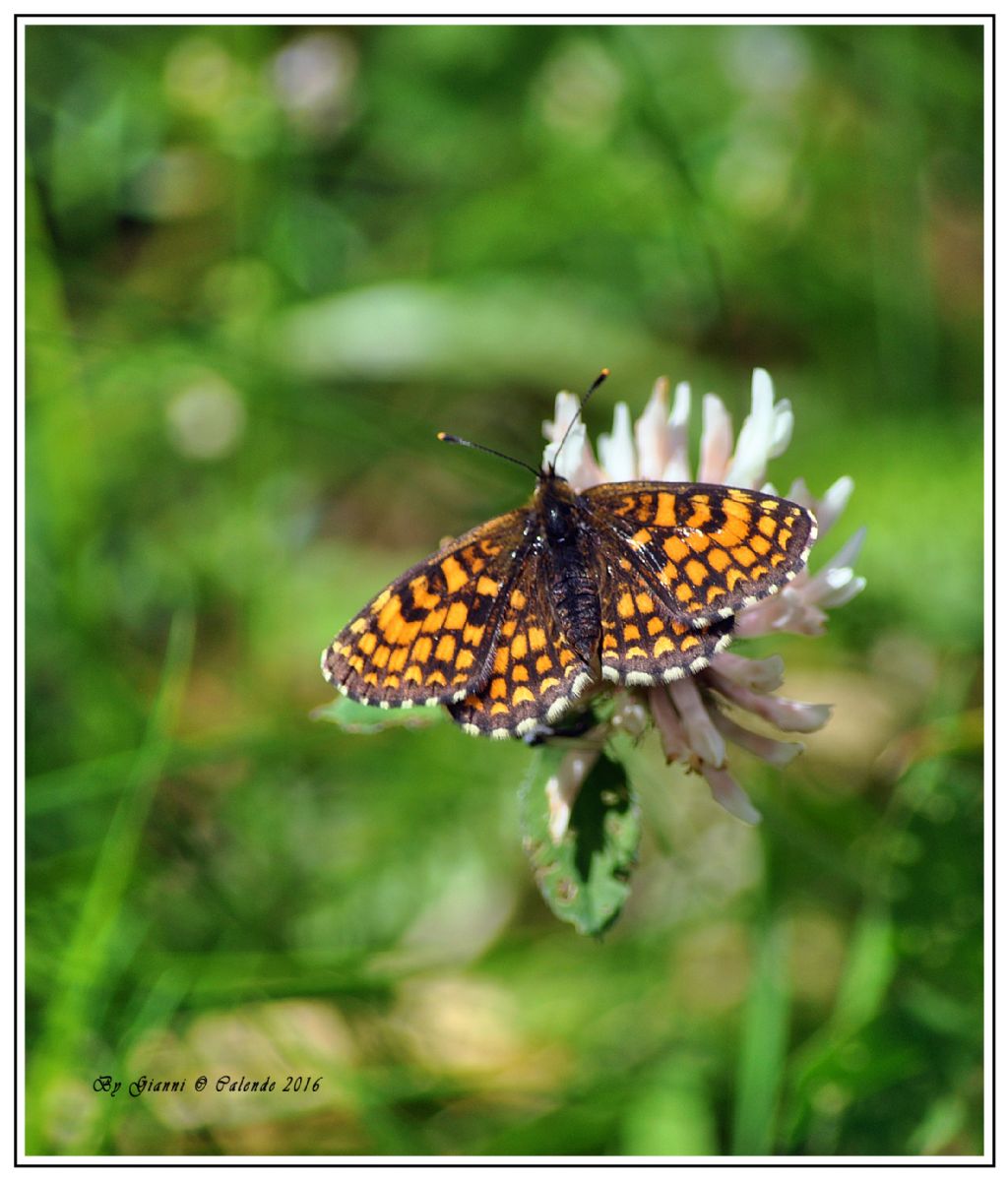 Farfalla da id - Melitaea nevadensis, Nymphalidae