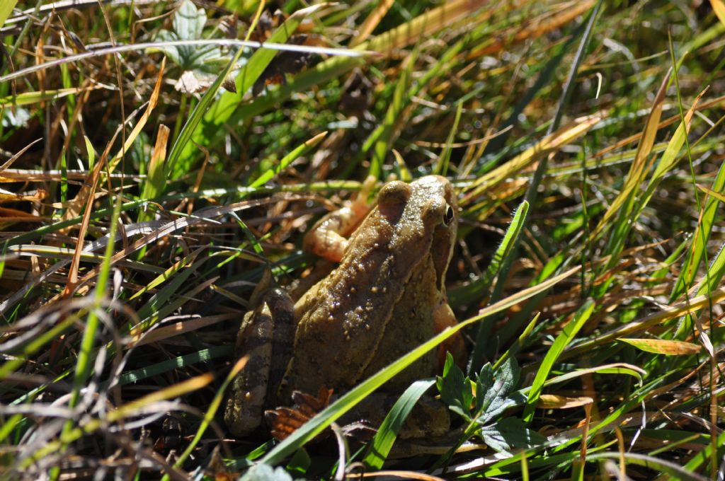 Rana agile? Rana temporaria