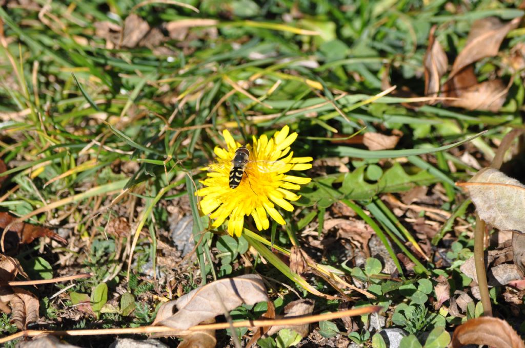 Syrphidae: Scaeva selenitica, maschio