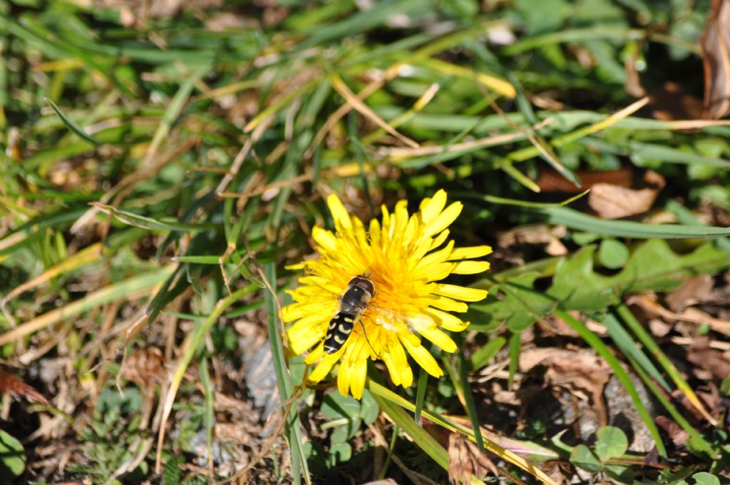 Syrphidae: Scaeva selenitica, maschio